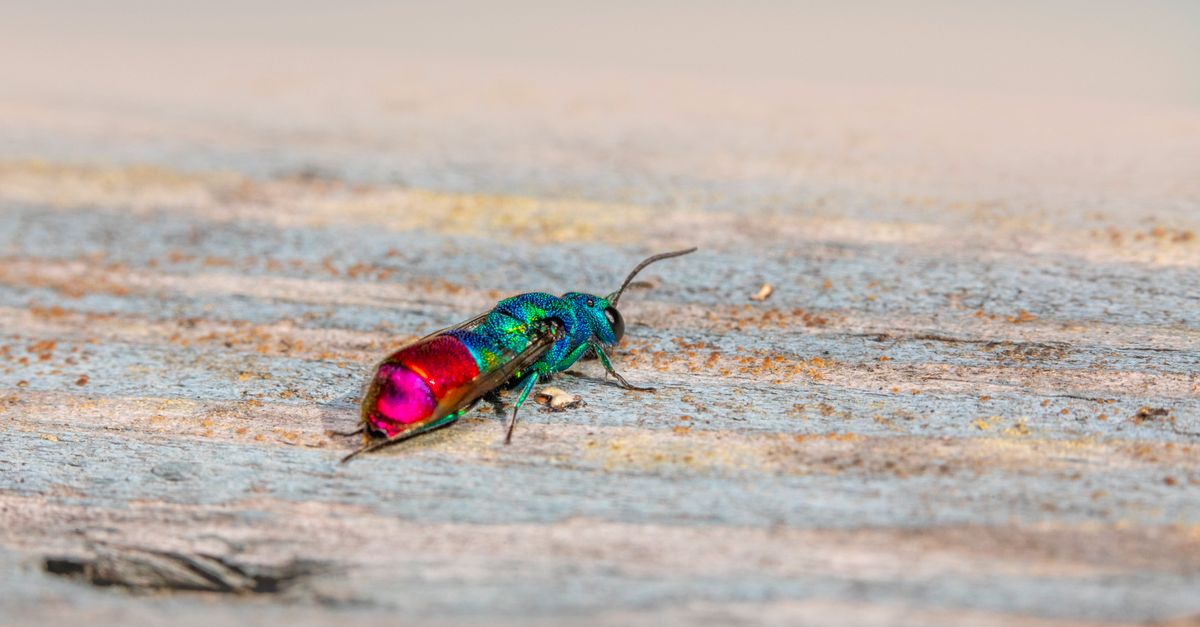 Comprendre le parasite : un ennemi insidieux pour l'élevage