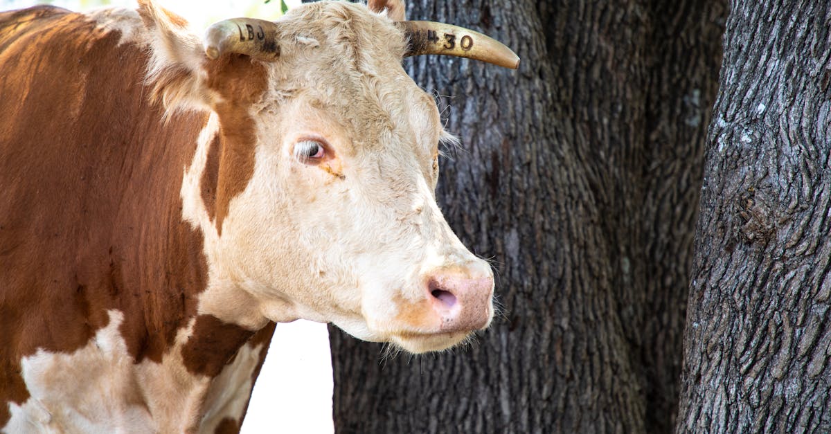 Parasite mortel au Texas : quel impact sur l'agroalimentaire ?